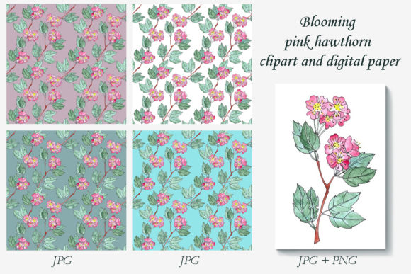 Blooming Hawthorn: A Guide to Beautiful Illustrations and Digital Resources