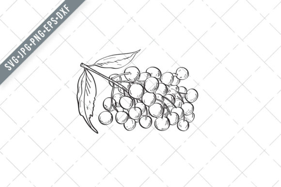 Fruit of Elder or Elderberry Drawing SVG